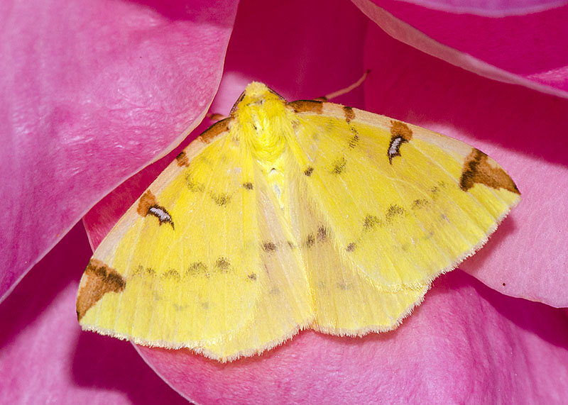 Opisthograptis luteolata - Geometridae